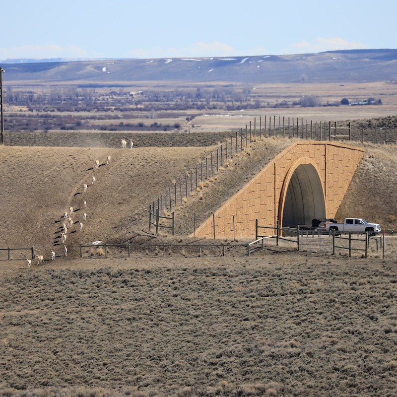At last, the Sublette Pronghorn Herd’s migration is protected.
