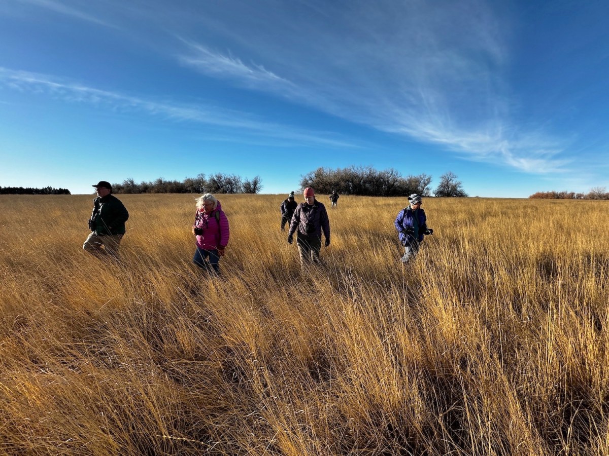Christmas for the birds