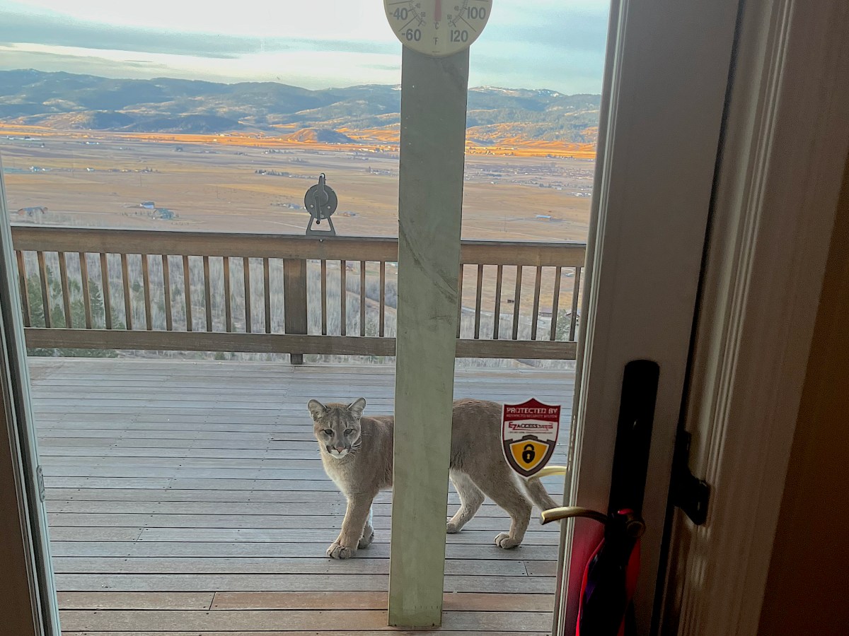 Little lion at large in western Wyoming