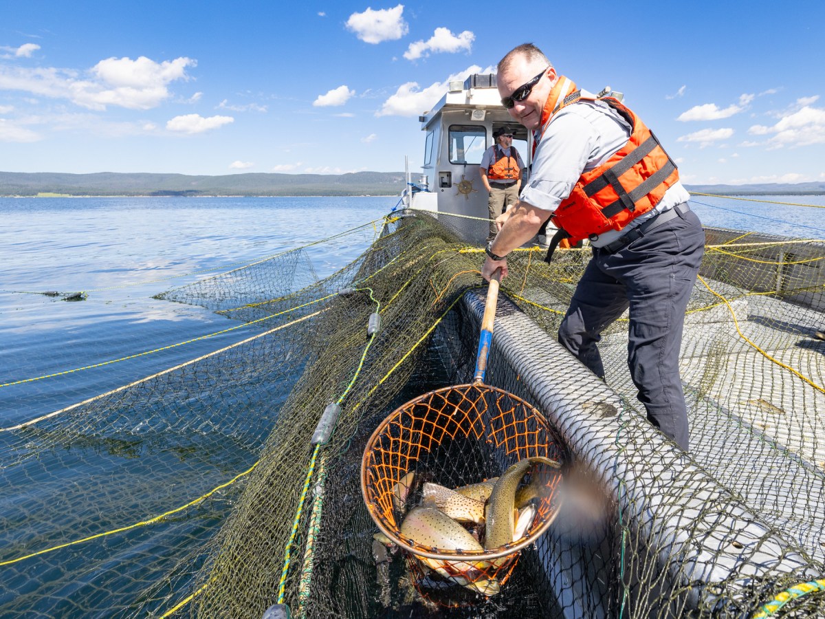 Studies: Climate change, lake trout could impede Yellowstone Lake cutthroat recovery indefinitely