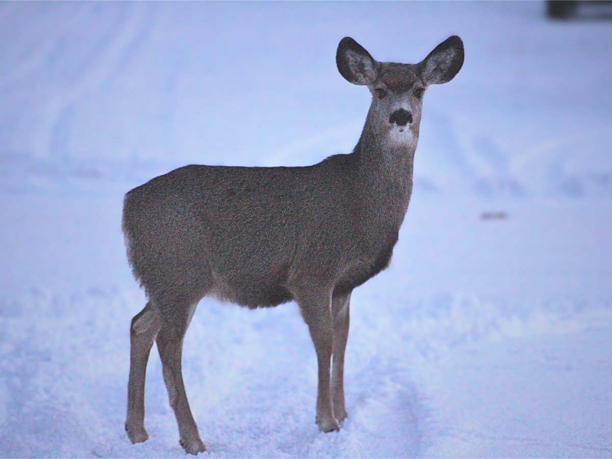 They are few. They are fat. They are Western Wyoming’s deer.