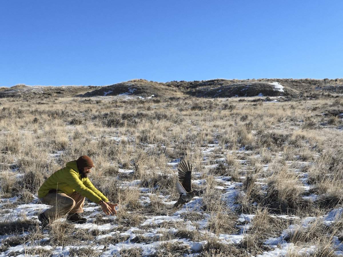 How sage grouse eke by in Wyoming’s carved-up coalbed methane country