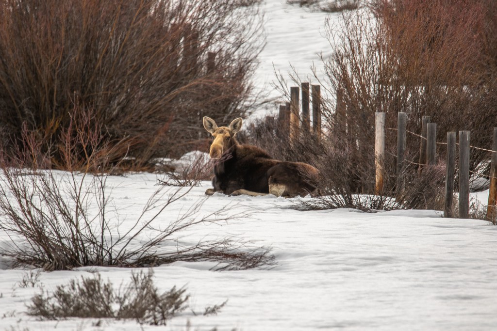 A cow moose sits in snow near a fence