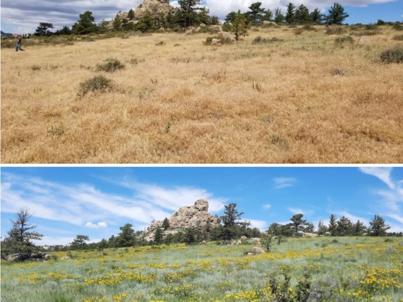 Big spending needed to halt Wyoming’s ‘losing battle’ against cheatgrass