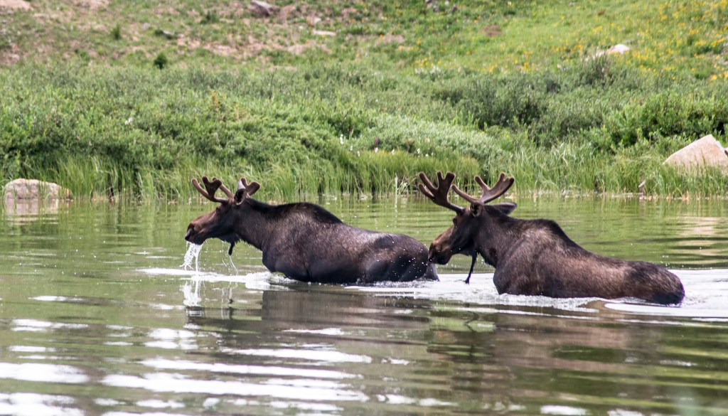 Two young bull moose wade through water