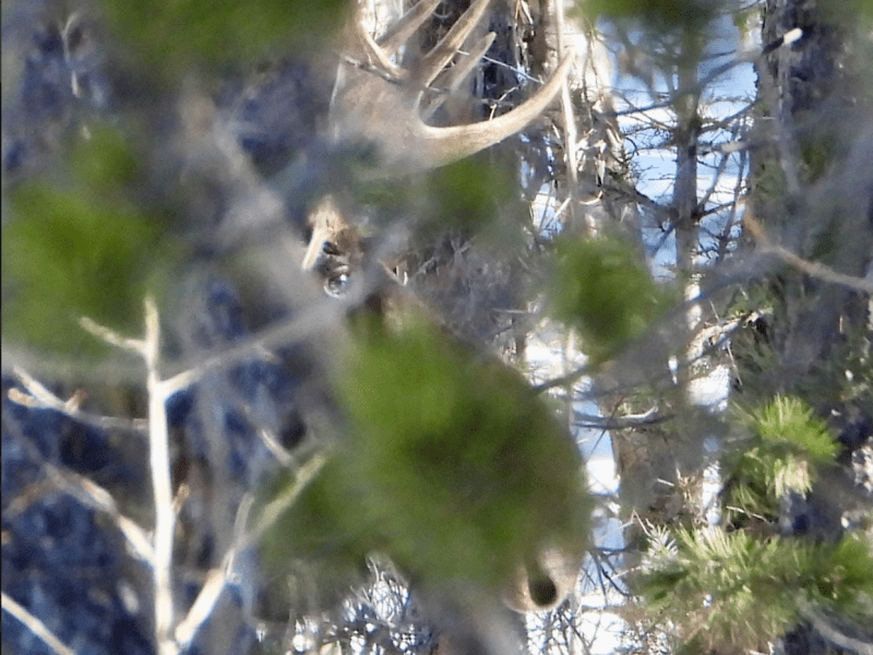 You can barely see a moose eyeball, snout and antlers through thick brush