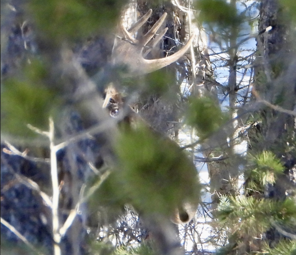 You can barely see a moose eyeball, snout and antlers through thick brush