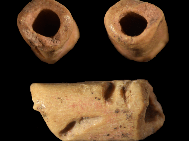 An almost shiny, smooth hollow bone bean shown from the from and side