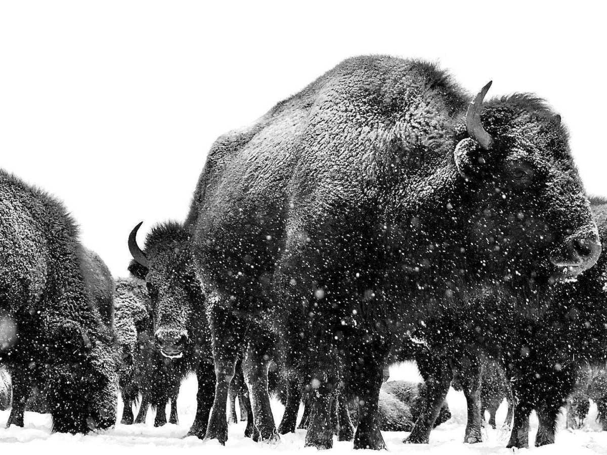 Buffalo bounty bolsters young Wind River food pantry system