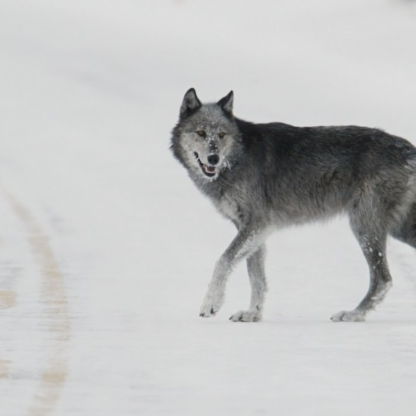 Spreading fear about wolves never goes out of style