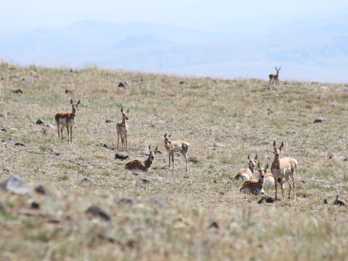 Highway crossing threatens unique pronghorn herd