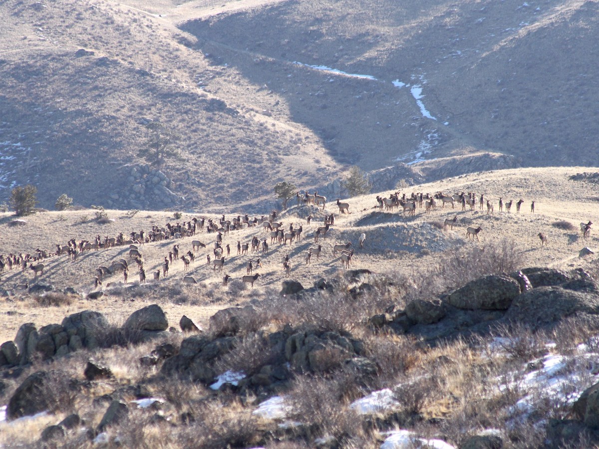 Wyoming wildlife officials OK rancher payment plan for elk-eaten grass