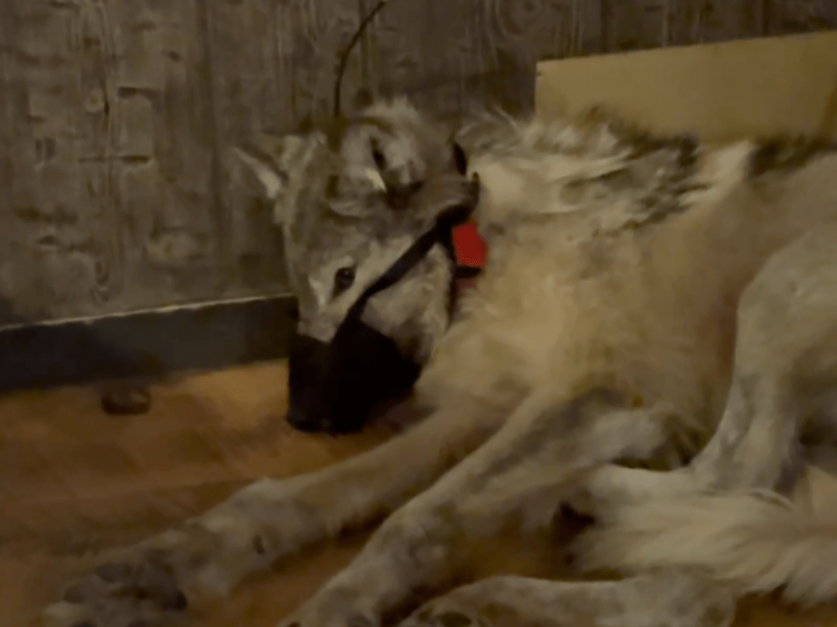 Infamous wolf captor Cody Roberts pleads not guilty, trial set for March