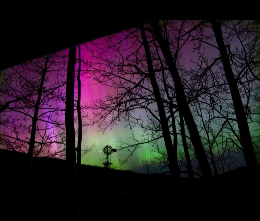 Aurora borealis behind trees