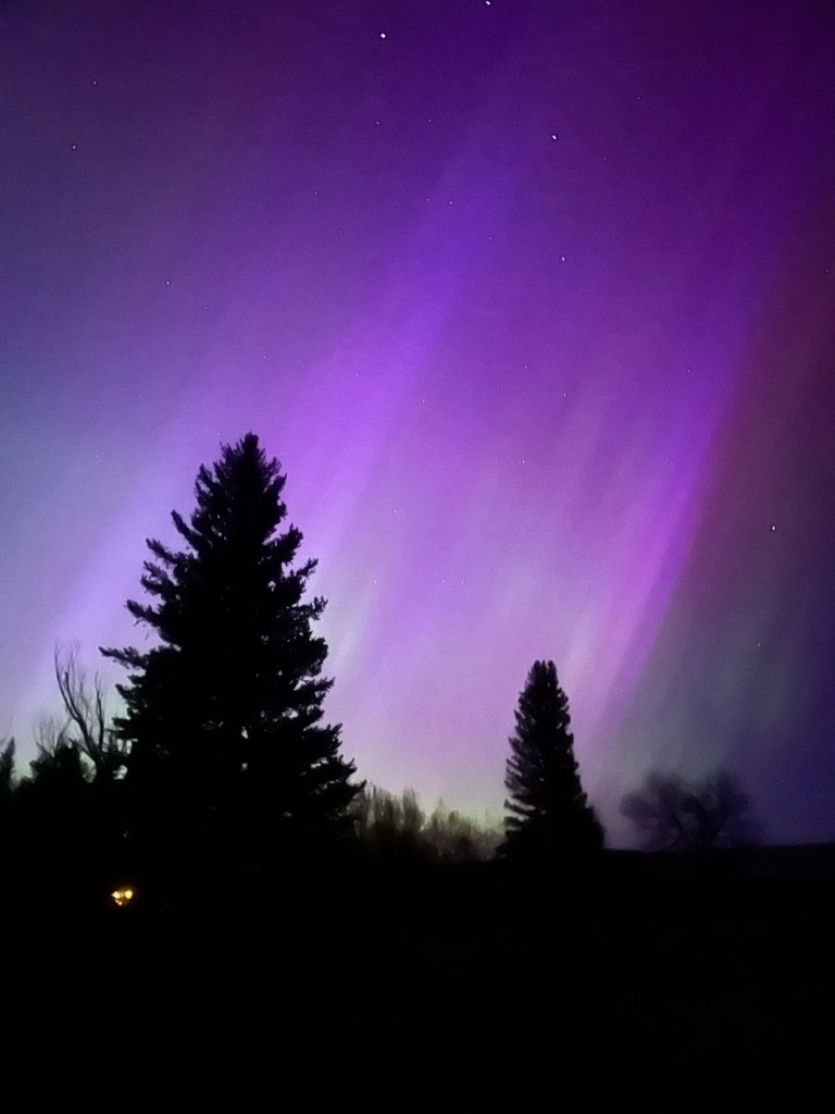 Purple streaks from the northern lights behind trees