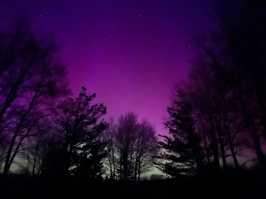 Stars and northern lights behind a copse of trees