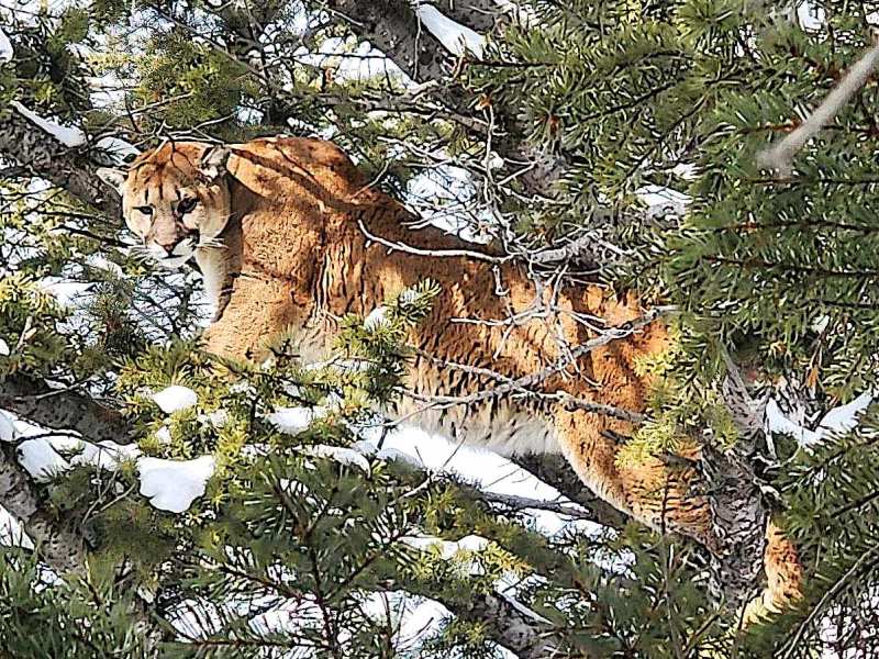 Wyoming keeps lion hunting pressure dialed high as mature cats become scarce