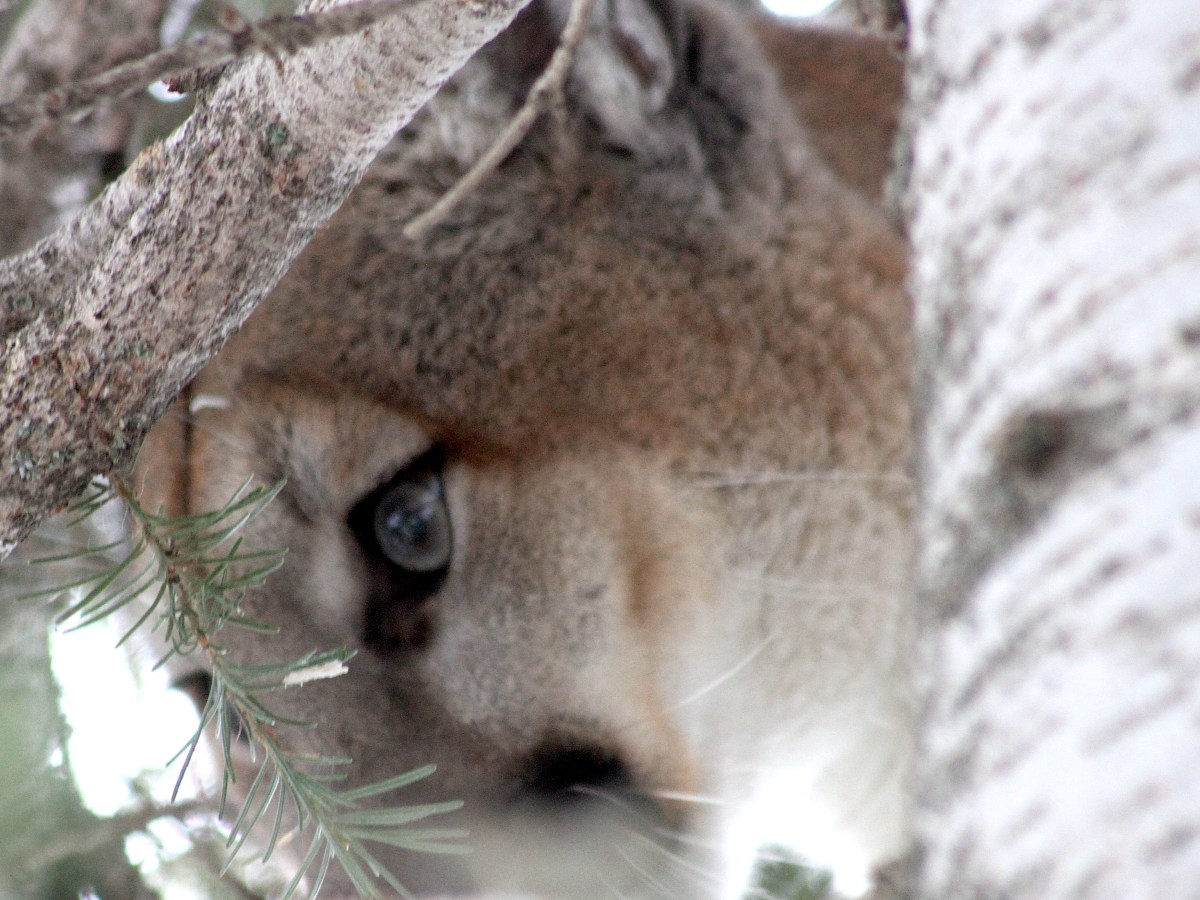 Mountain lion ‘eradication bill’ backed up a tree by overwhelming opposition