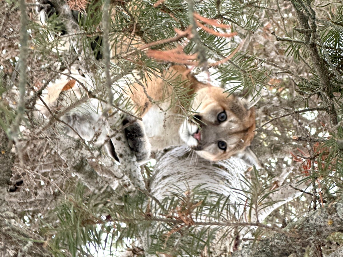 No limit, year-round lion hunting? Wyoming lawmaker looks to end science-based management