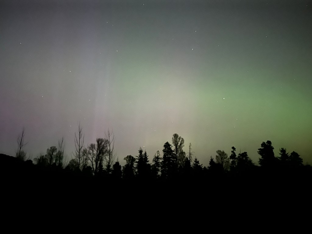 Green aurora in the night sky over trees