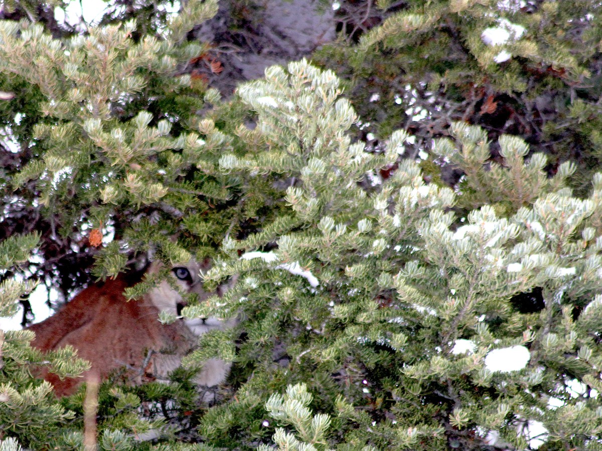 A houndsman’s tale: How chasing lions shaped a hunter into a big-cat conservationist
