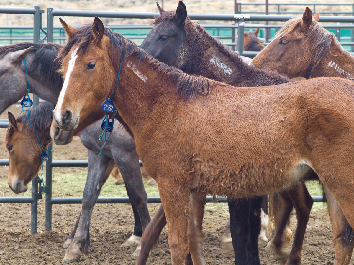 Wild horses, burros get adopted, not dragged away