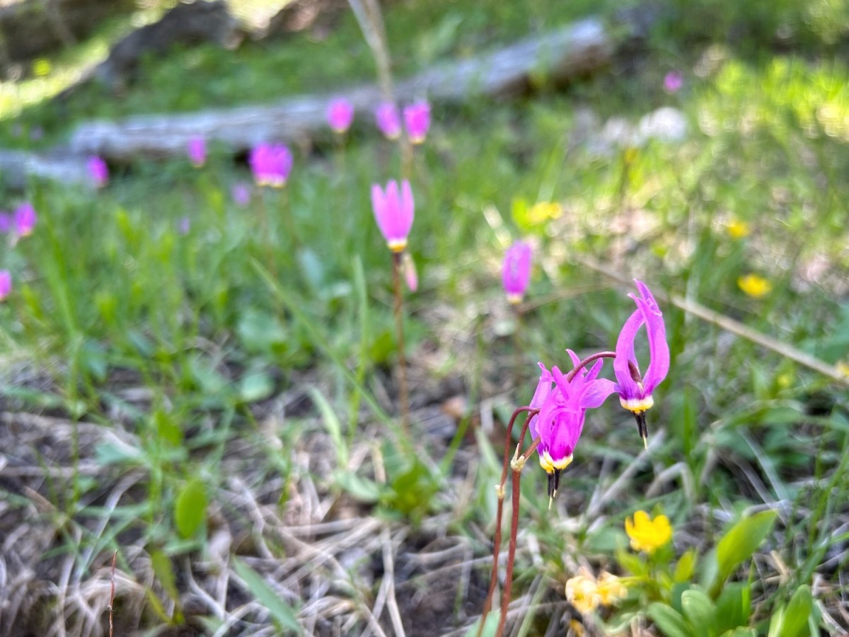 Wyoming obituaries, Oct. 11-17