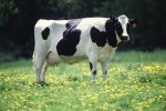 A black and white dairy cow stands in the sunshine in a field of dandelions