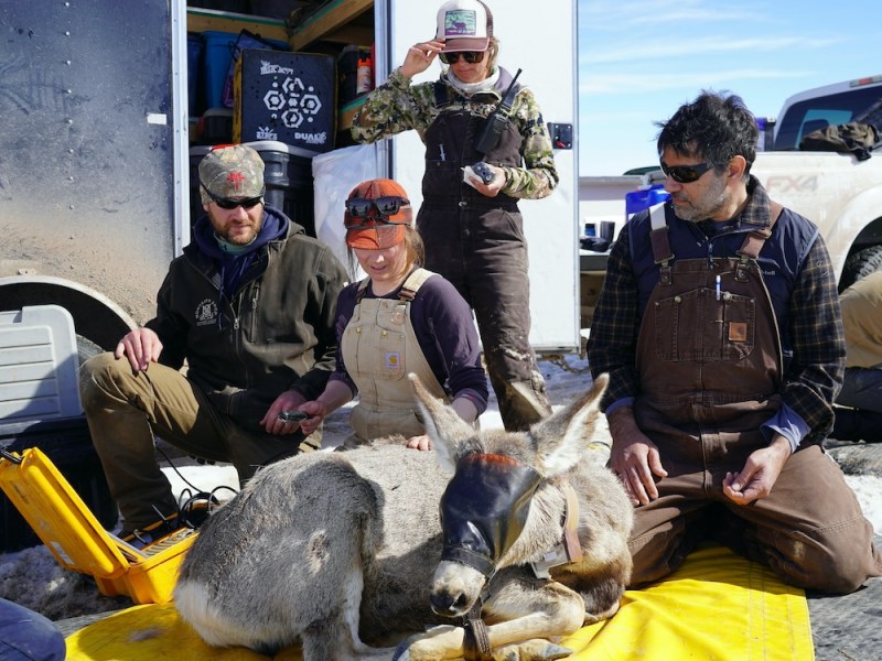 Remembering Deer 255: Wyoming muley renowned for longest migration dies