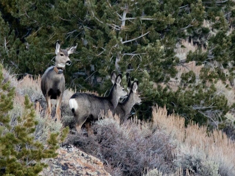 Chasing down Wyoming’s ultra-migrator Deer 255