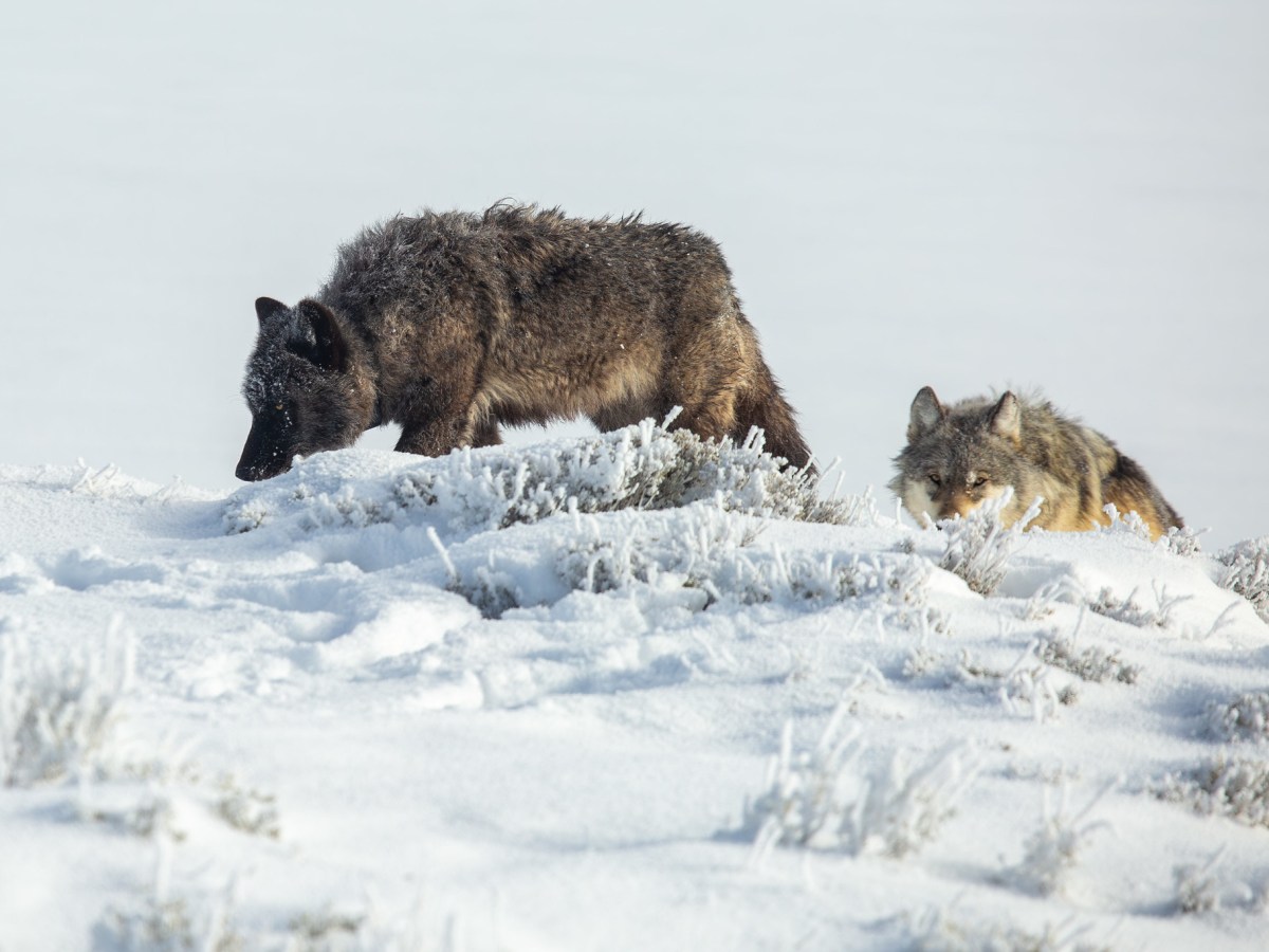 Yellowstone superintendent seeks hunting relief for wolves after another deadly winter