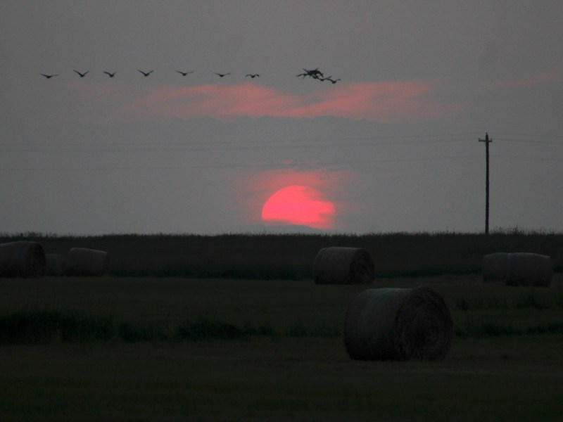 A pink sun drops below the horizon with birds flying above and rounds of hay in a field