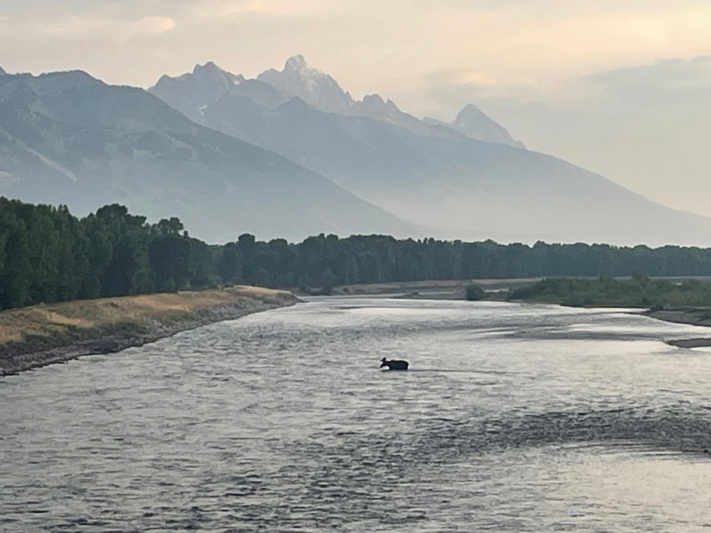 A moose in a river with a backdrop of mountains