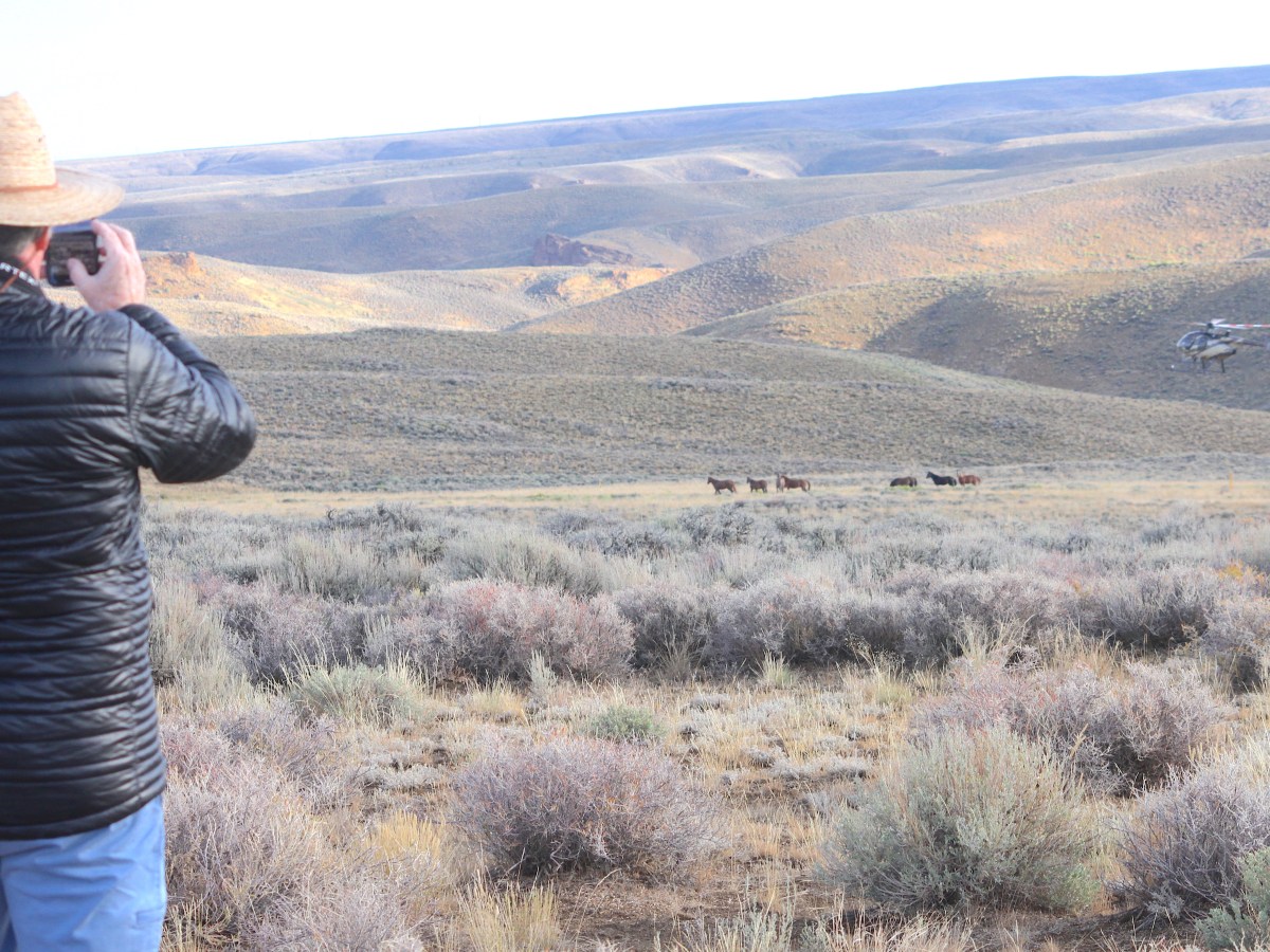 BLM decides over 3,000 wild horses can be eliminated from Wyoming’s ‘checkerboard’ starting July 15