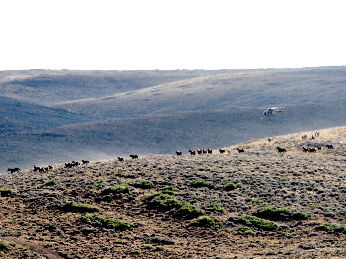 BLM wins two lawsuits, clearing way for elimination of two Wyoming wild horse herds