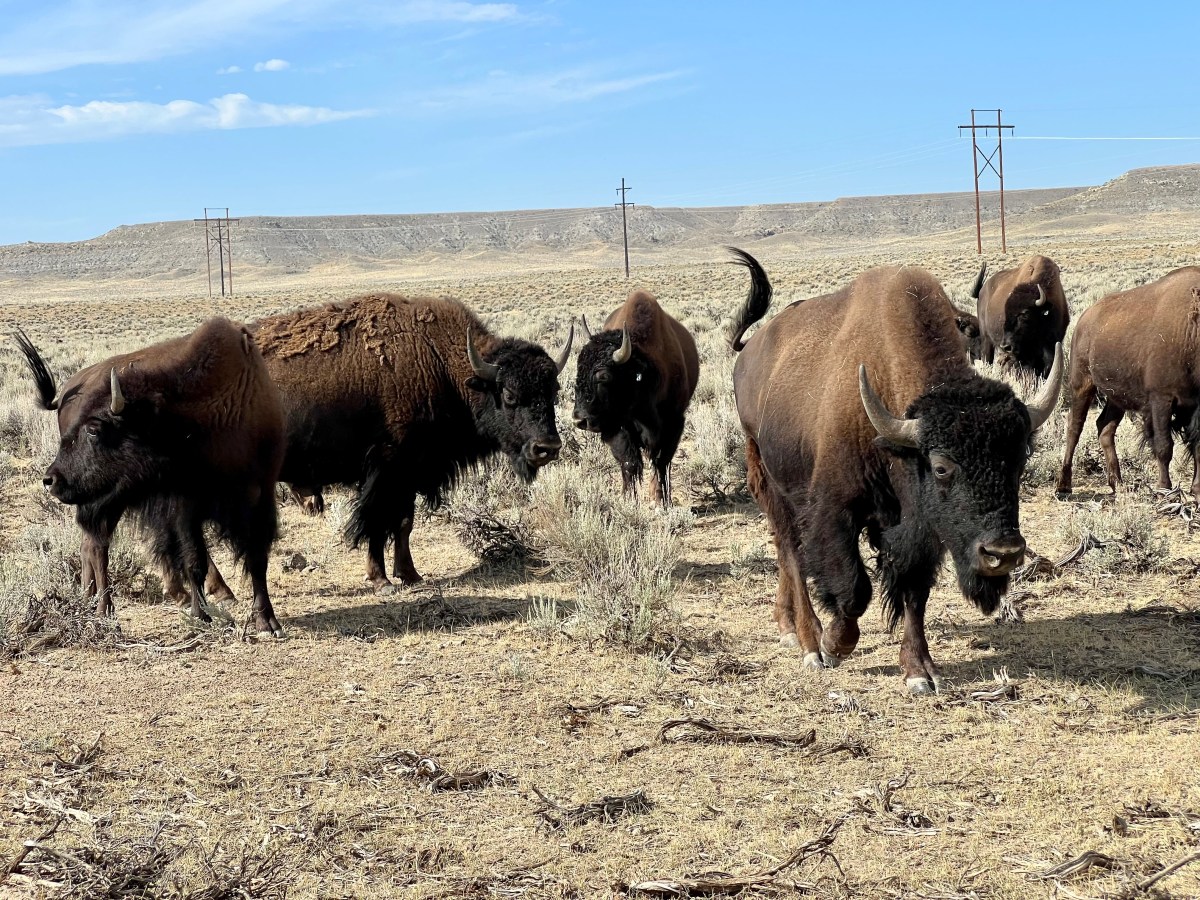 Buffalo (almost) officially wildlife on some 2M new acres of Wyoming, a step toward roaming free