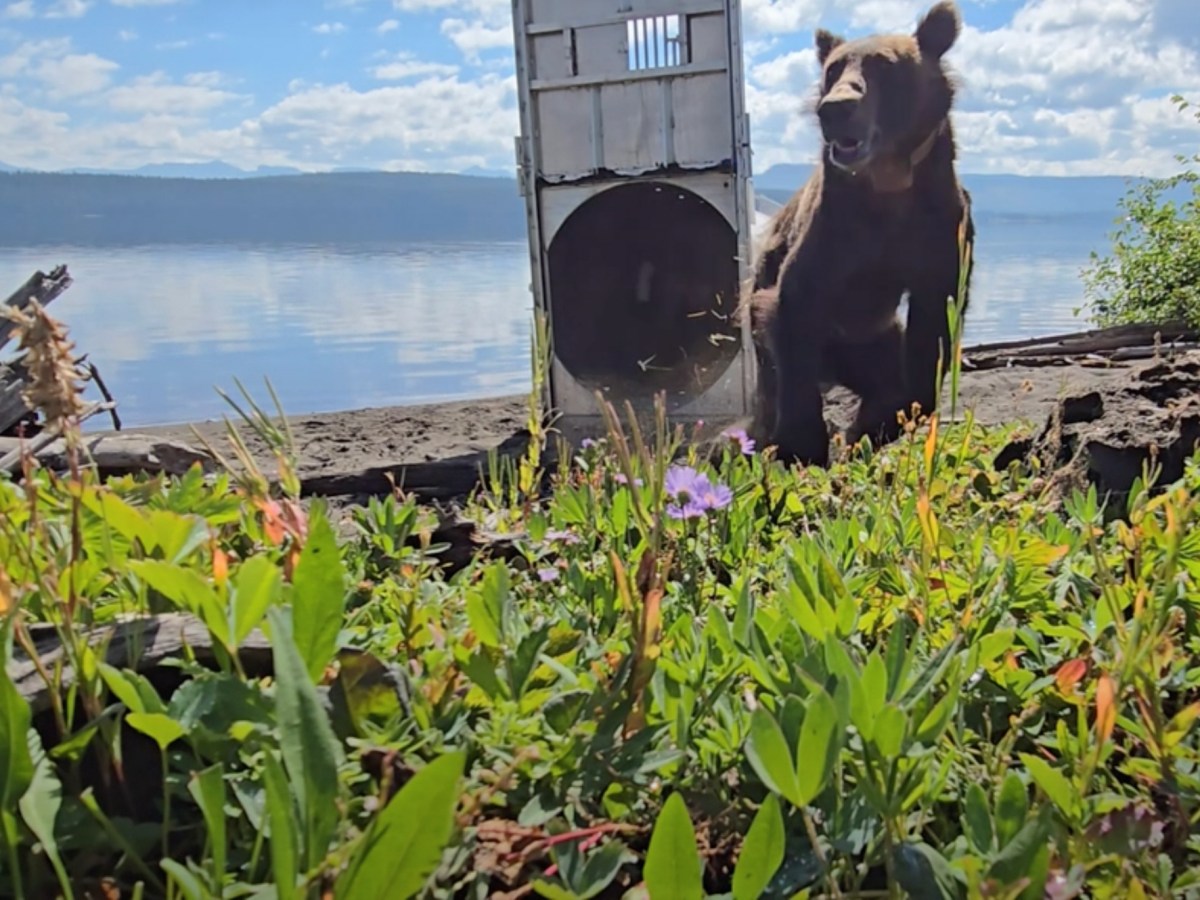 Two Montana grizzly bears trucked to Wyoming to bolster genetic diversity, help states’ delisting case