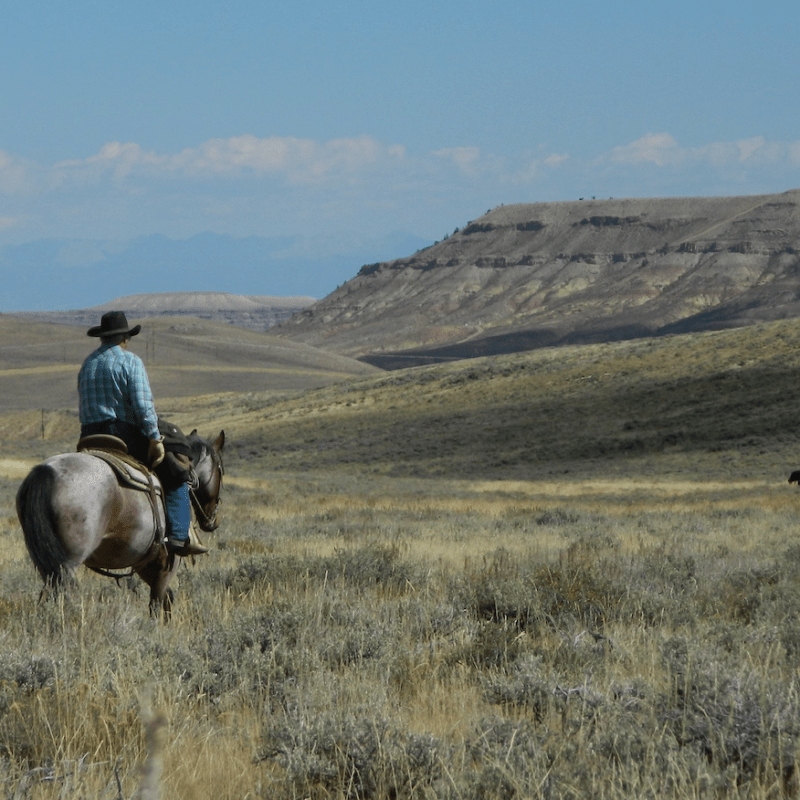 Horses, hats and political propaganda as Wyoming prepares to vote