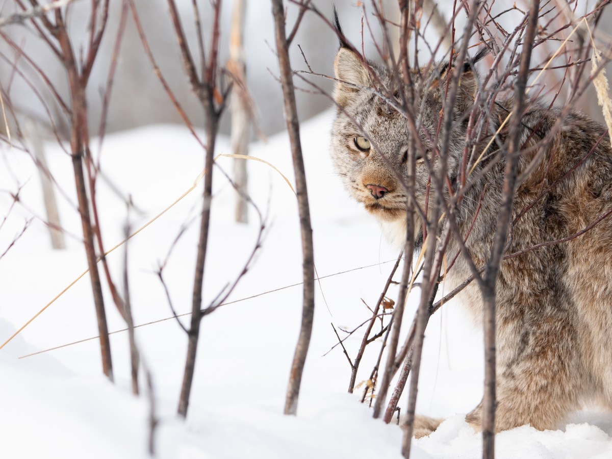 After one-off lynx sighting, Wyoming surveys yield no proof of wildcats’ return