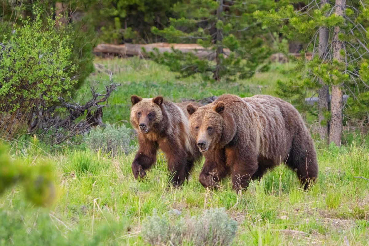 Goodbye, 399: Jackson Hole, global admirers, send off the world's