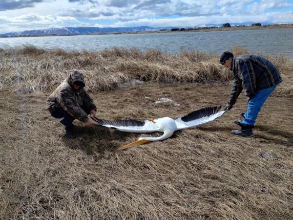 Pelican-killing dispute divides an Albany County community