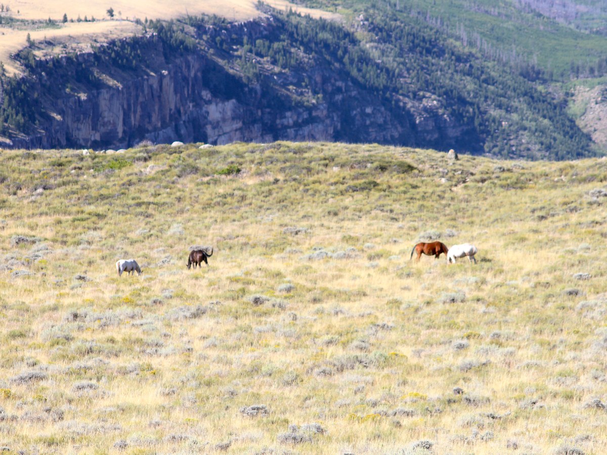 Wildlife rebounds from ecological ‘crisis’ following wild horse roundups on Wind River Reservation