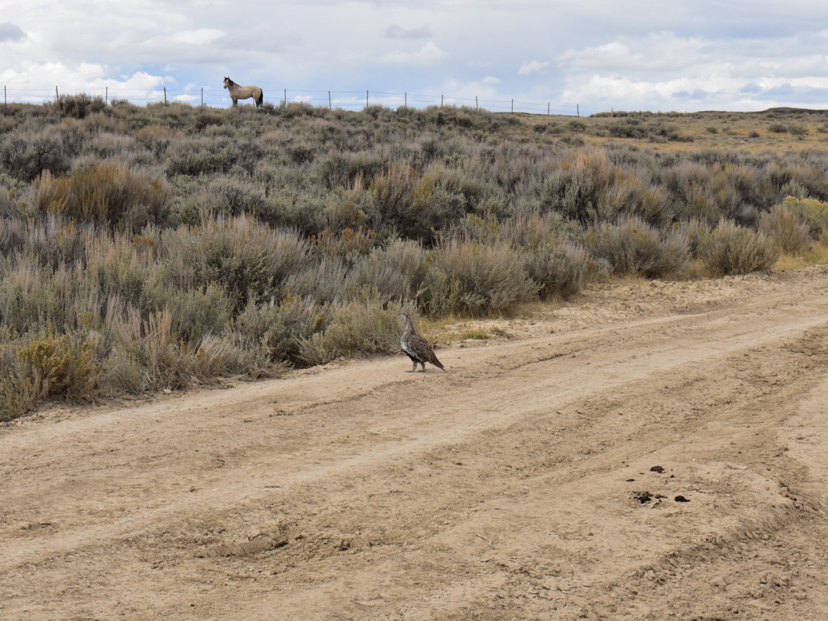 Overpopulated wild horses are hurting sage grouse survival rates, Wyoming study finds