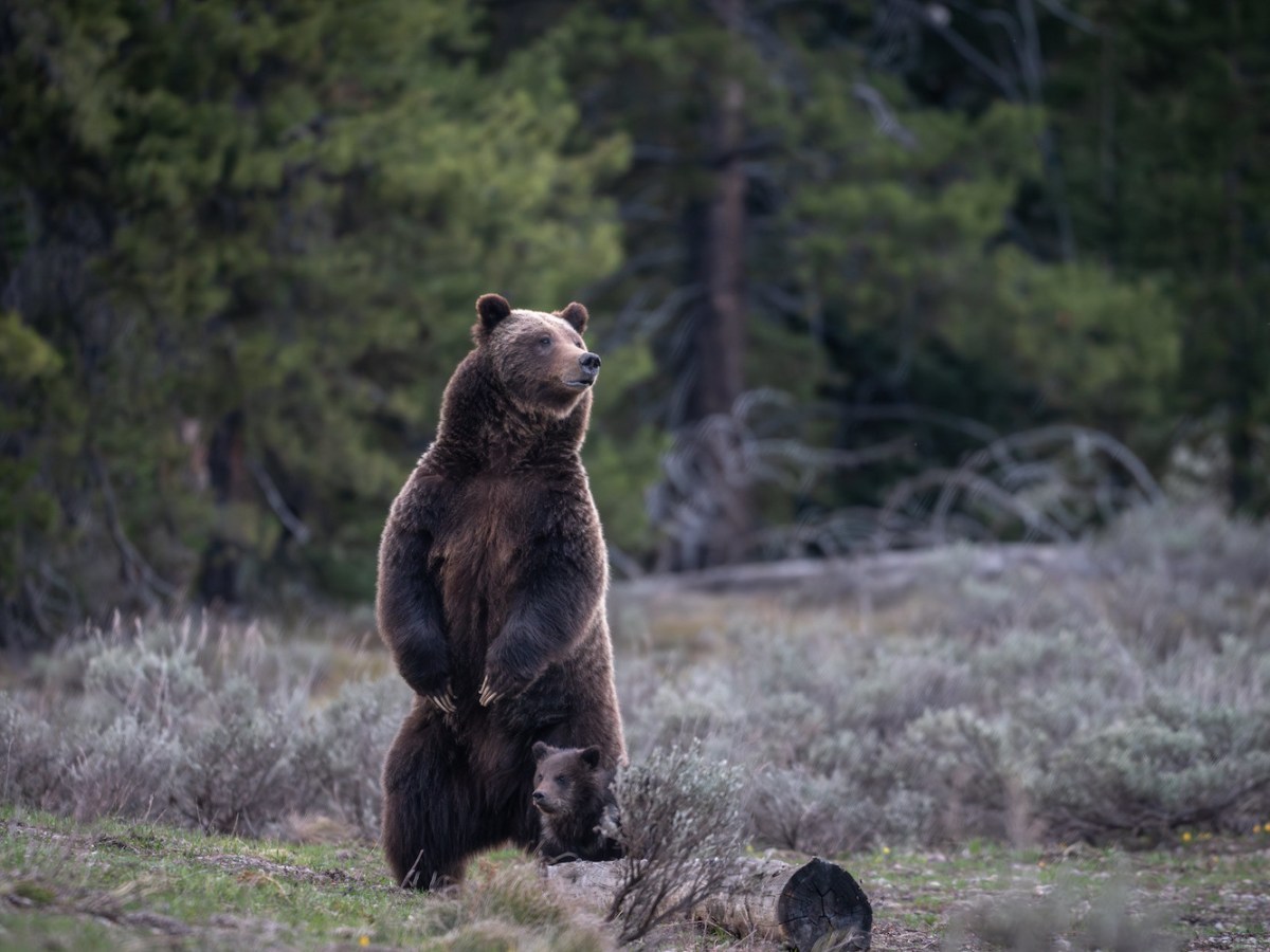 Before Grizzly 399 became world-famous, Lander man survived her attack