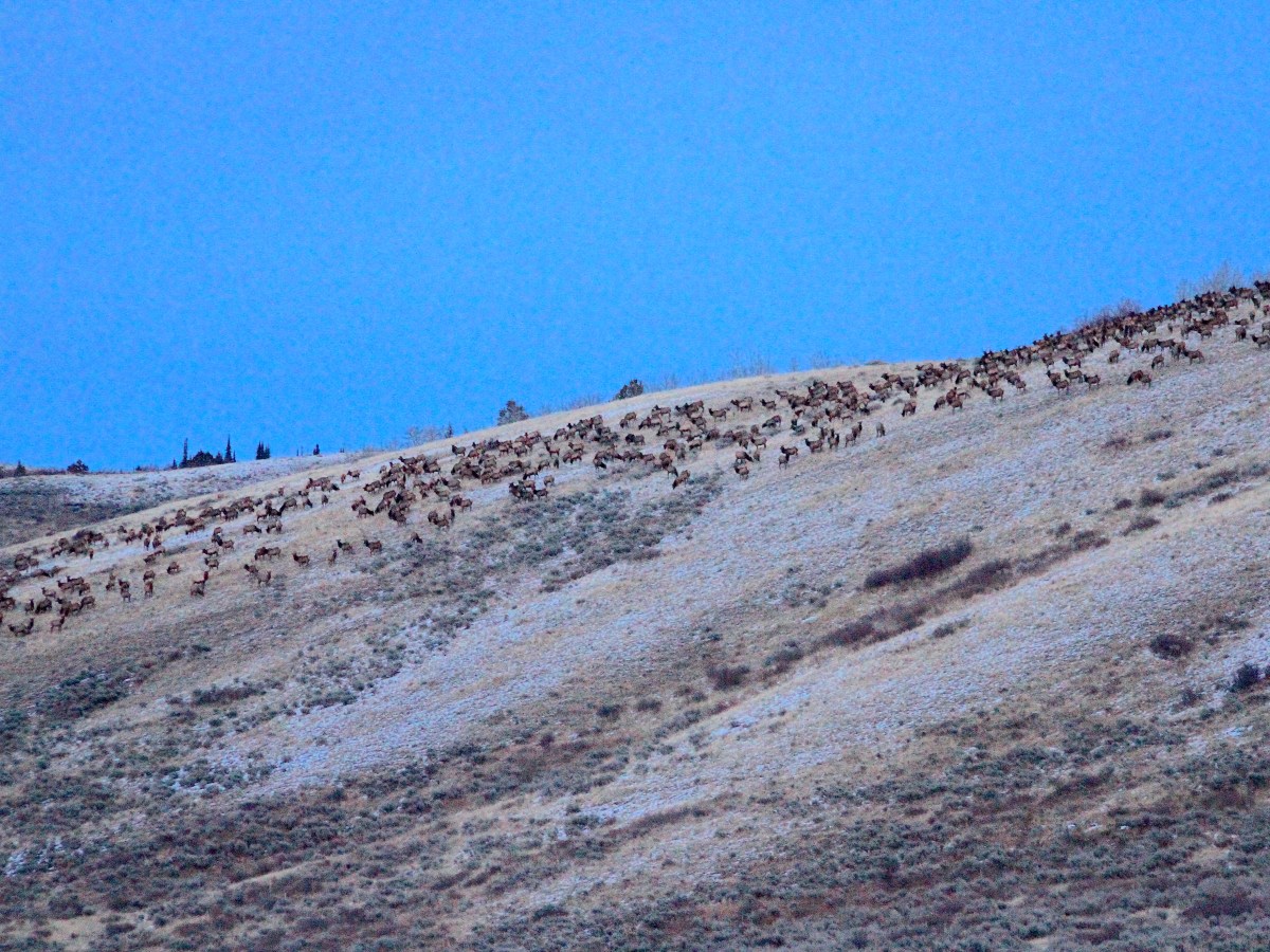 UW research values Wyoming’s elk, mule deer and pronghorn at a stunning $6B