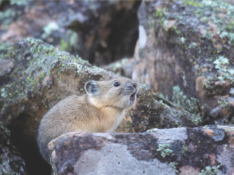 For the first time, biologists know where Wyoming’s pikas dwell — at least for now