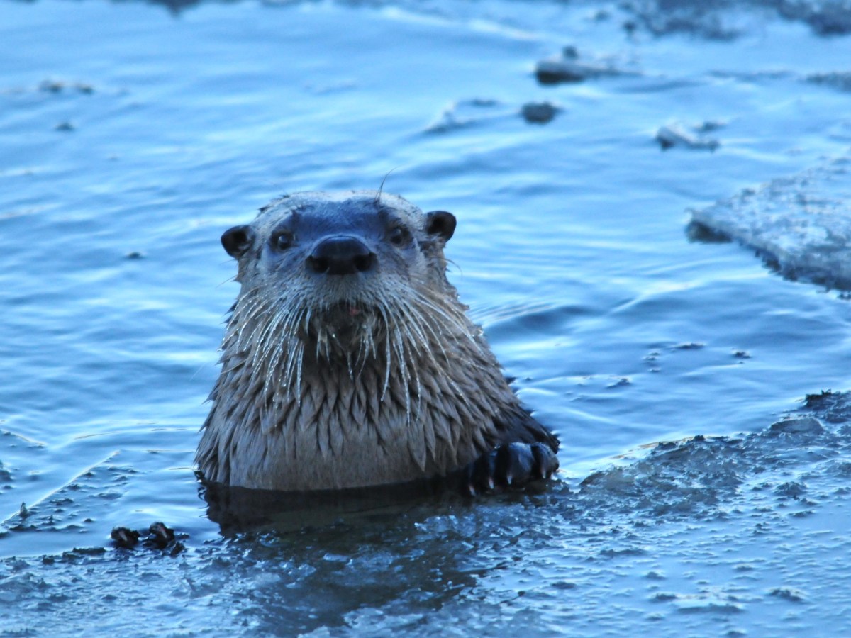 Seventy-two years of otter protections could end in Wyoming