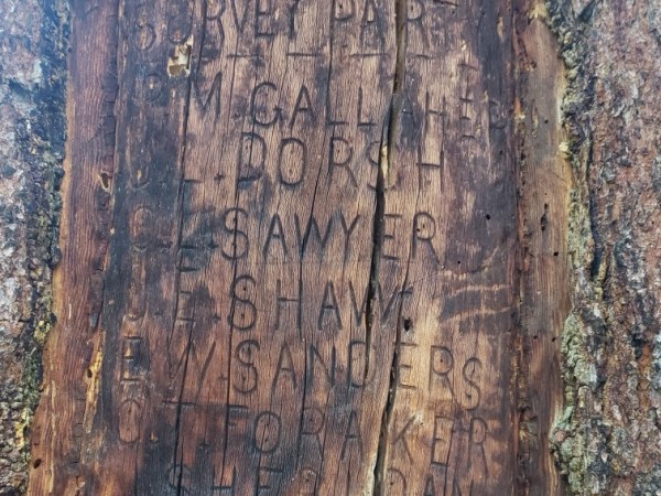 Momentum builds to save tree ‘Yellowstone Forest Reserve’ surveyors inscribed 132 years ago