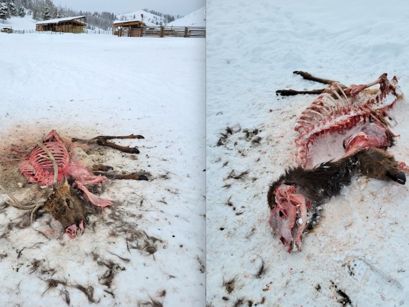 CWD ‘epidemic’ emerging at Wyoming elk feedground in the Hoback Basin