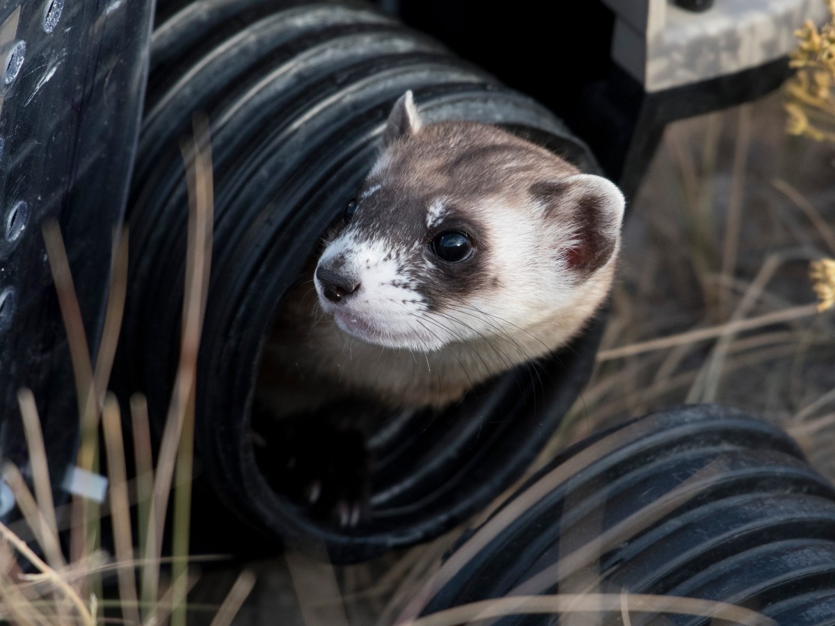A source of Wyoming pride — black-footed ferret recovery — hamstrung by Musk’s DOGE